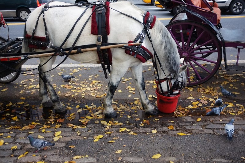 Supporters of Ryder's Law and the end to the horse-drawn carriage industry in NYC rallied at City Hall Park Thursday.