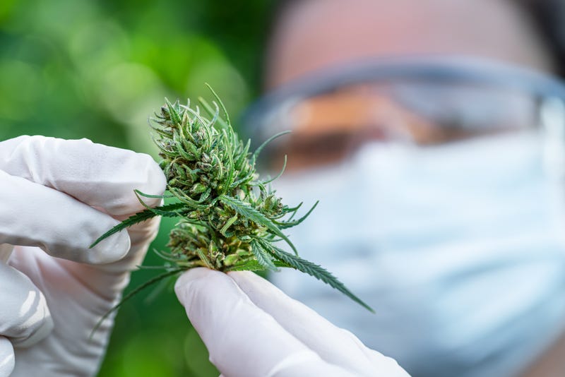 Medical marijuana