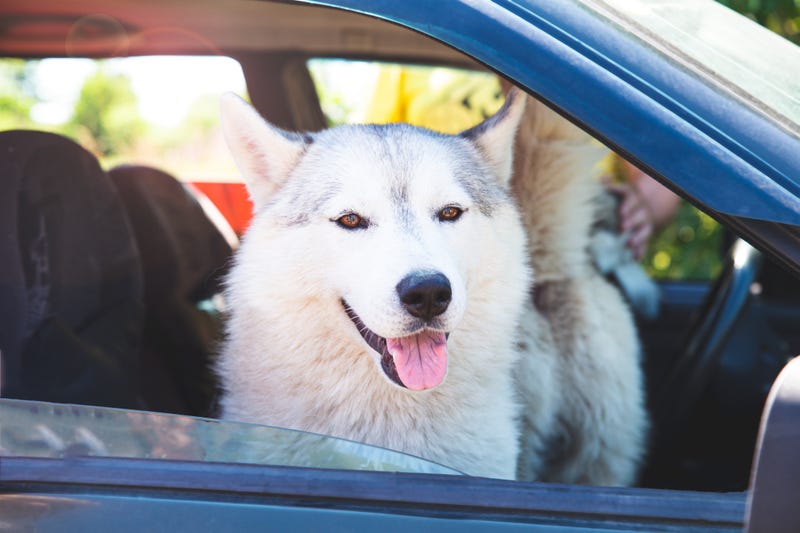 A white Siberian husky in a car, looking out the open window with his tongue out