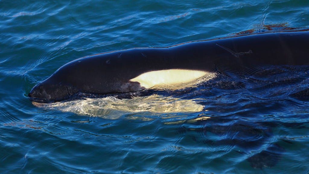 Scientists discover new species of killer whale off the U.S. West Coast: report