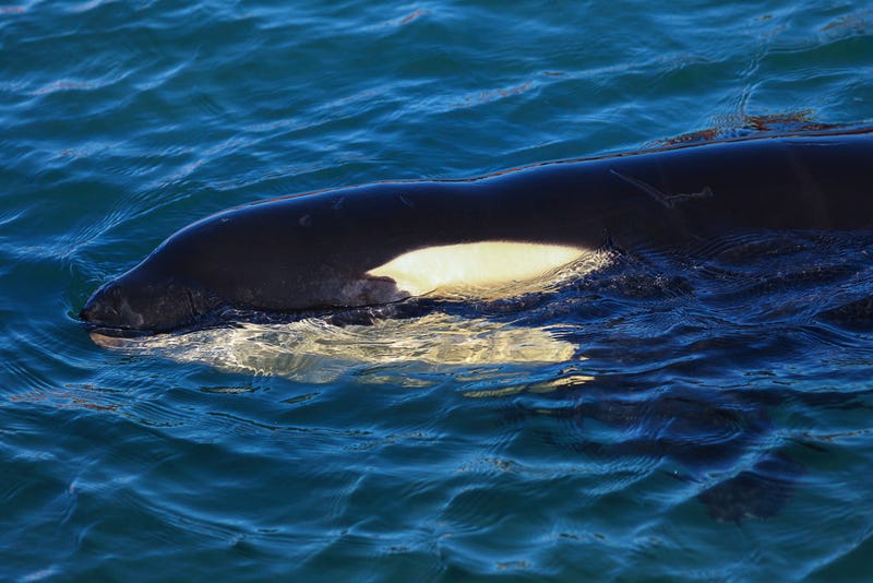 Toa the orca swims around a makeshift enclosure at Plimmerton Boating Club on July 14, 2021 in Wellington, New Zealand.
