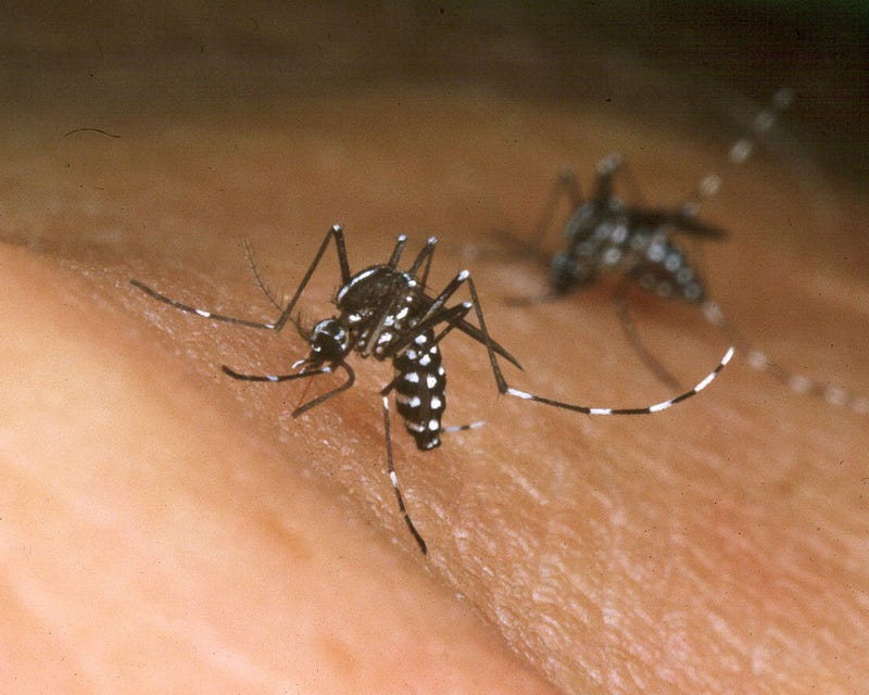 mosquitoes