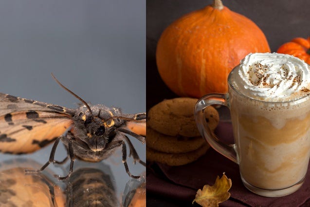 Tiny trackers on moths, and pumpkin spice