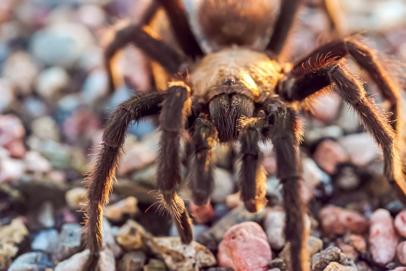 Colorado tarantula migration