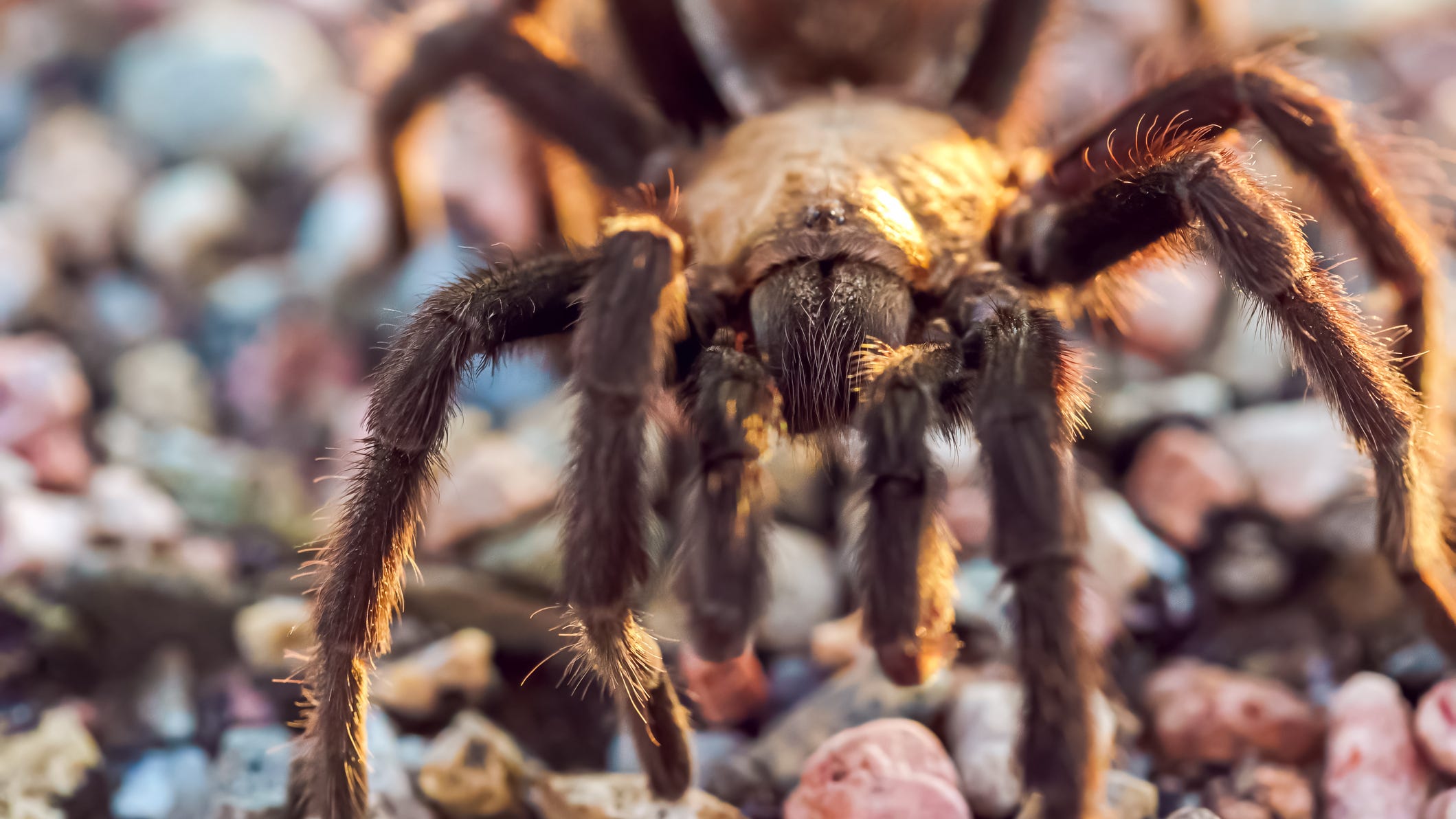 PHOTOS: Landlord discovers 19 tarantulas and a python in vacant apartment