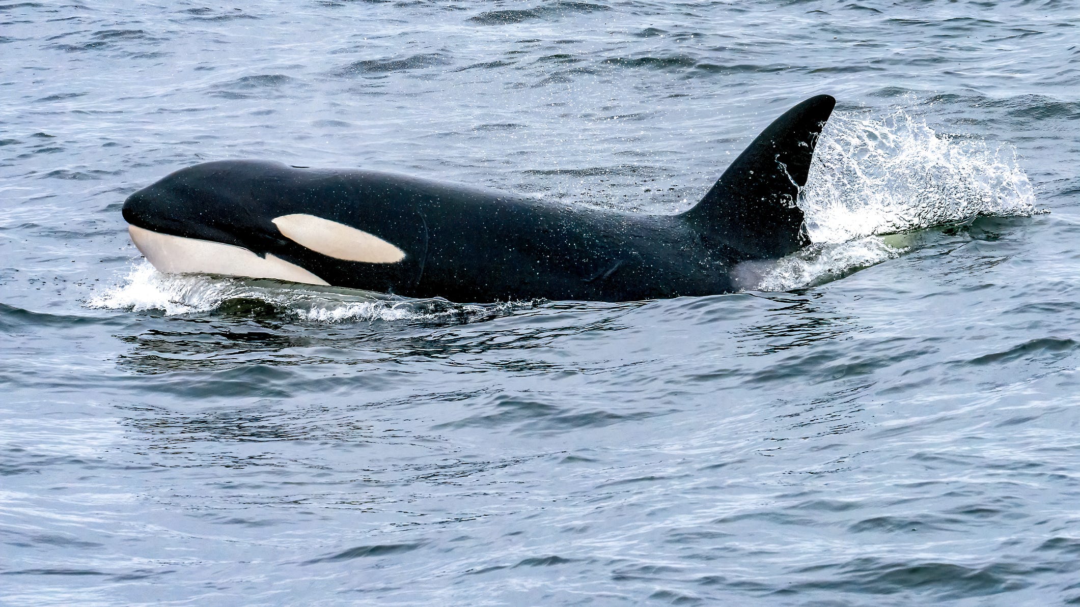 Whale lovers rejoice: Protections expanded off California coast