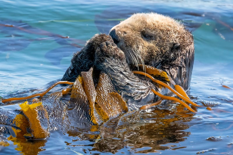 The federal government is thinking about reintroducing seat otters in Northern California to help fight climate change.