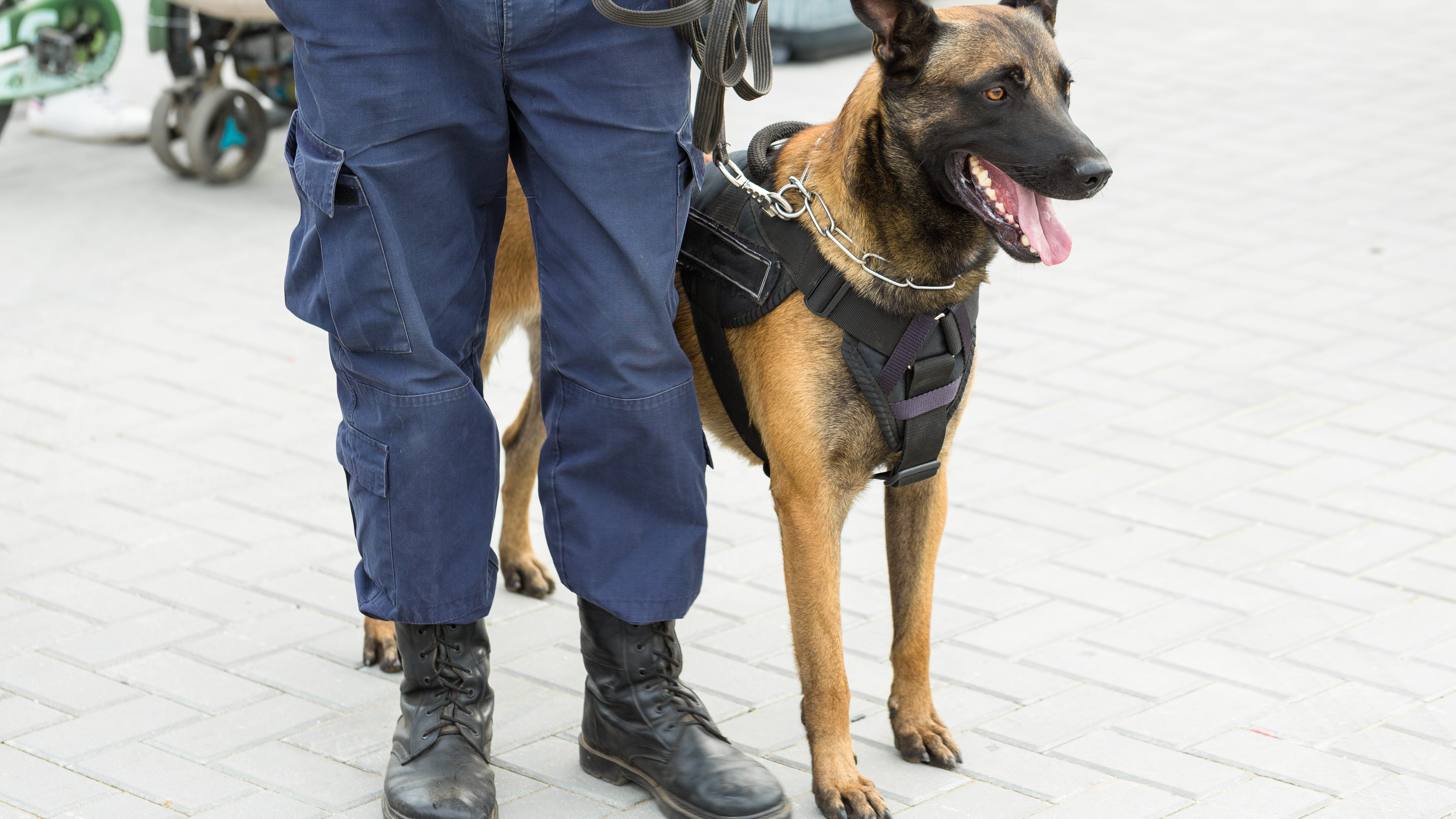 K-9 units returning to CTA trains, as transit agency looks to curb recent spike in violence