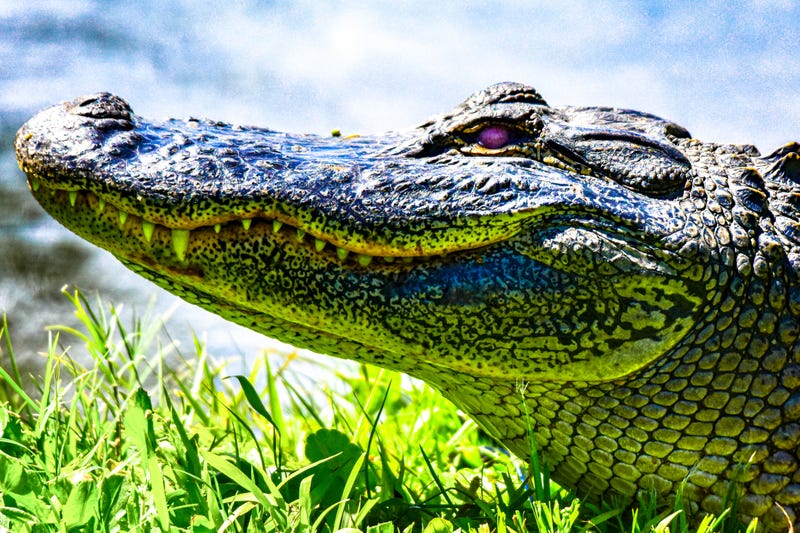 Colorful images gathered from Florida in various areas around the state. Photos contain dynamic lighting and color gradients.