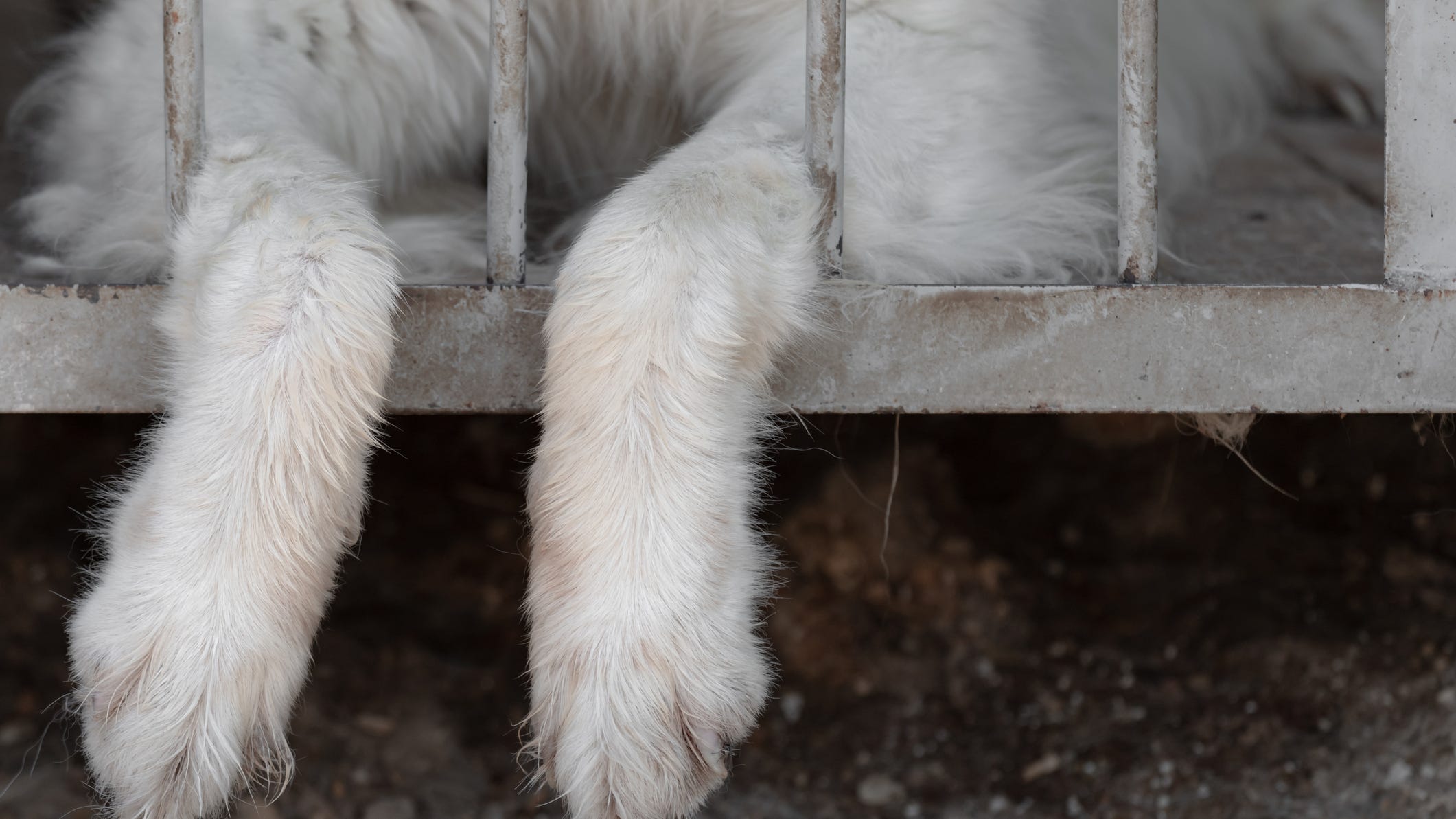Several cats, dogs rescued from alleged animal hoarding situation in St. Clair County home