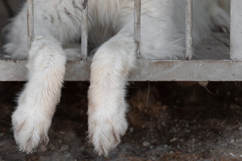 Lackawanna County couple facing animal abuse charges