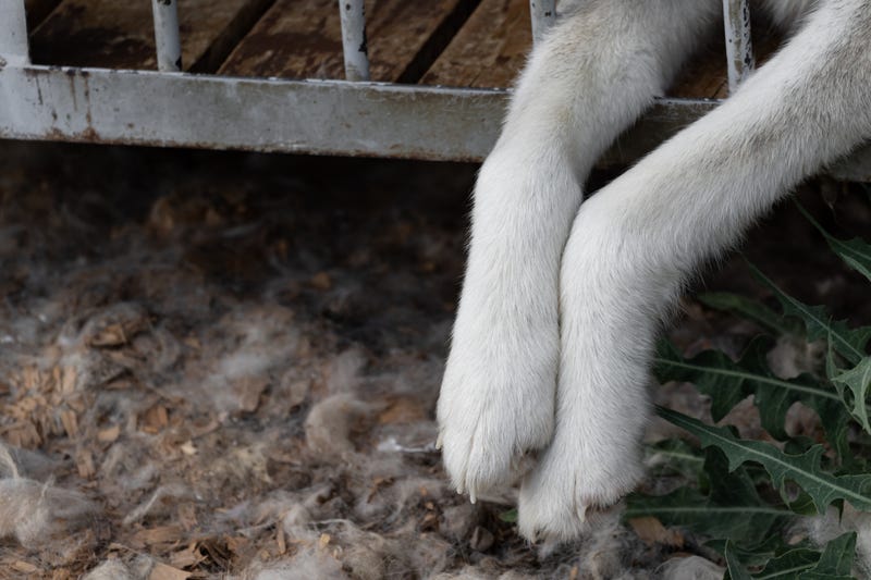 Animal Shelter