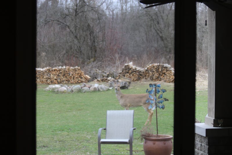 Whitetail Deer, Eden Prairie, Deer Management