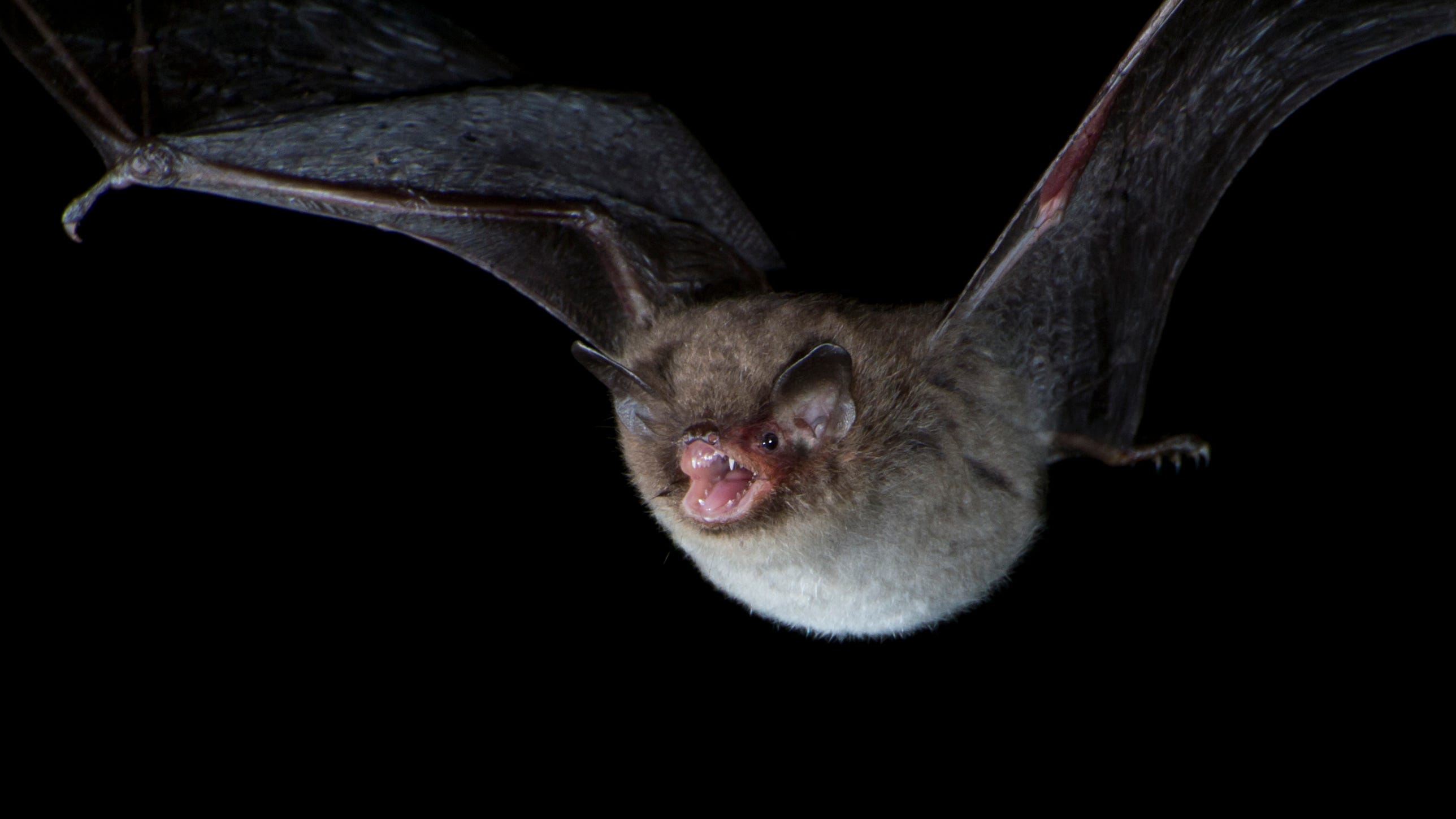 Never touch bats, health department warns Illinois residents