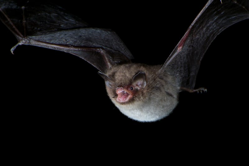 Flying bat