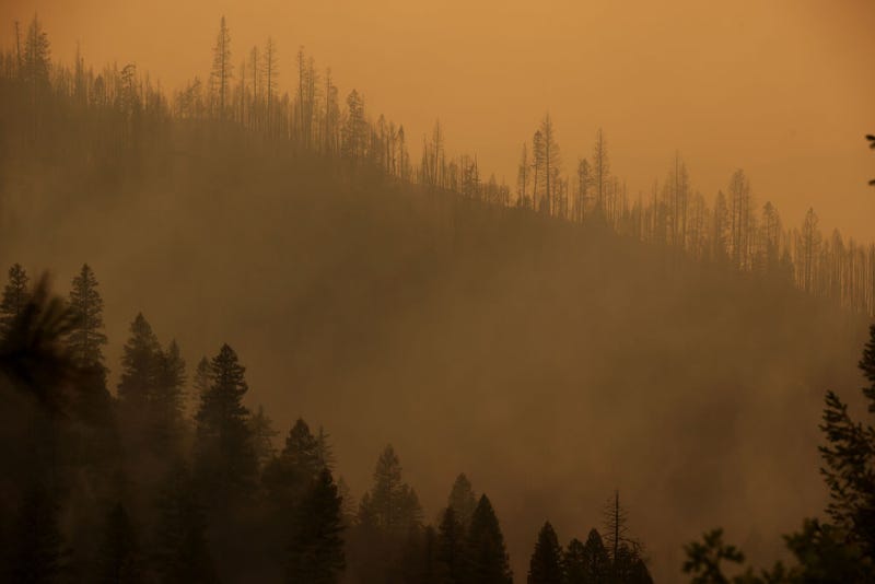 Burned trees line a hill as the Dixie Fire burns in the area on July 26, 2021 near Quincy, California.