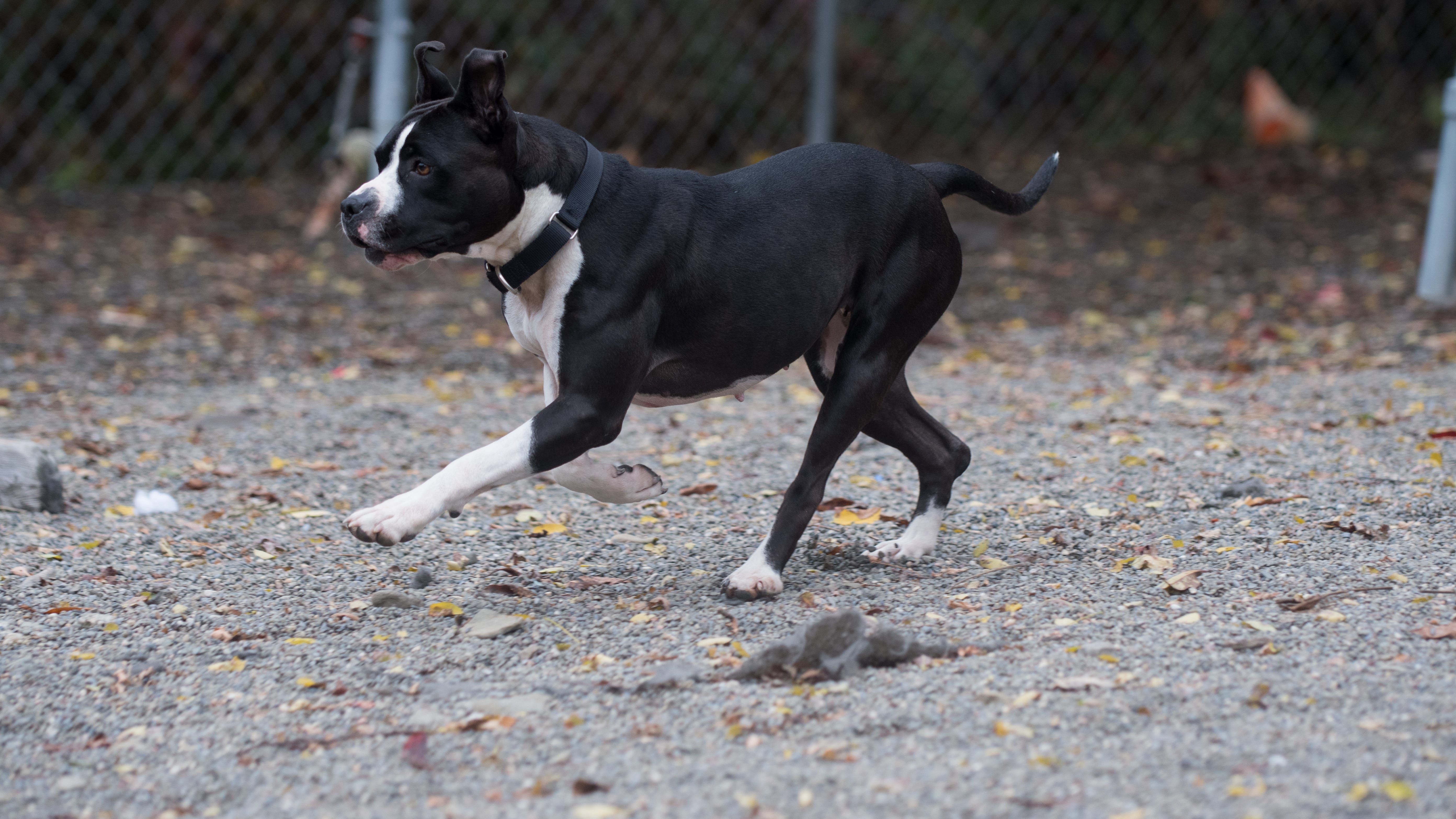 South Suburban Humane Society opens 19,000-square-foot animal shelter in Matteson, Ill.
