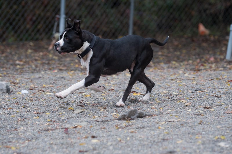 South Suburban Humane Society