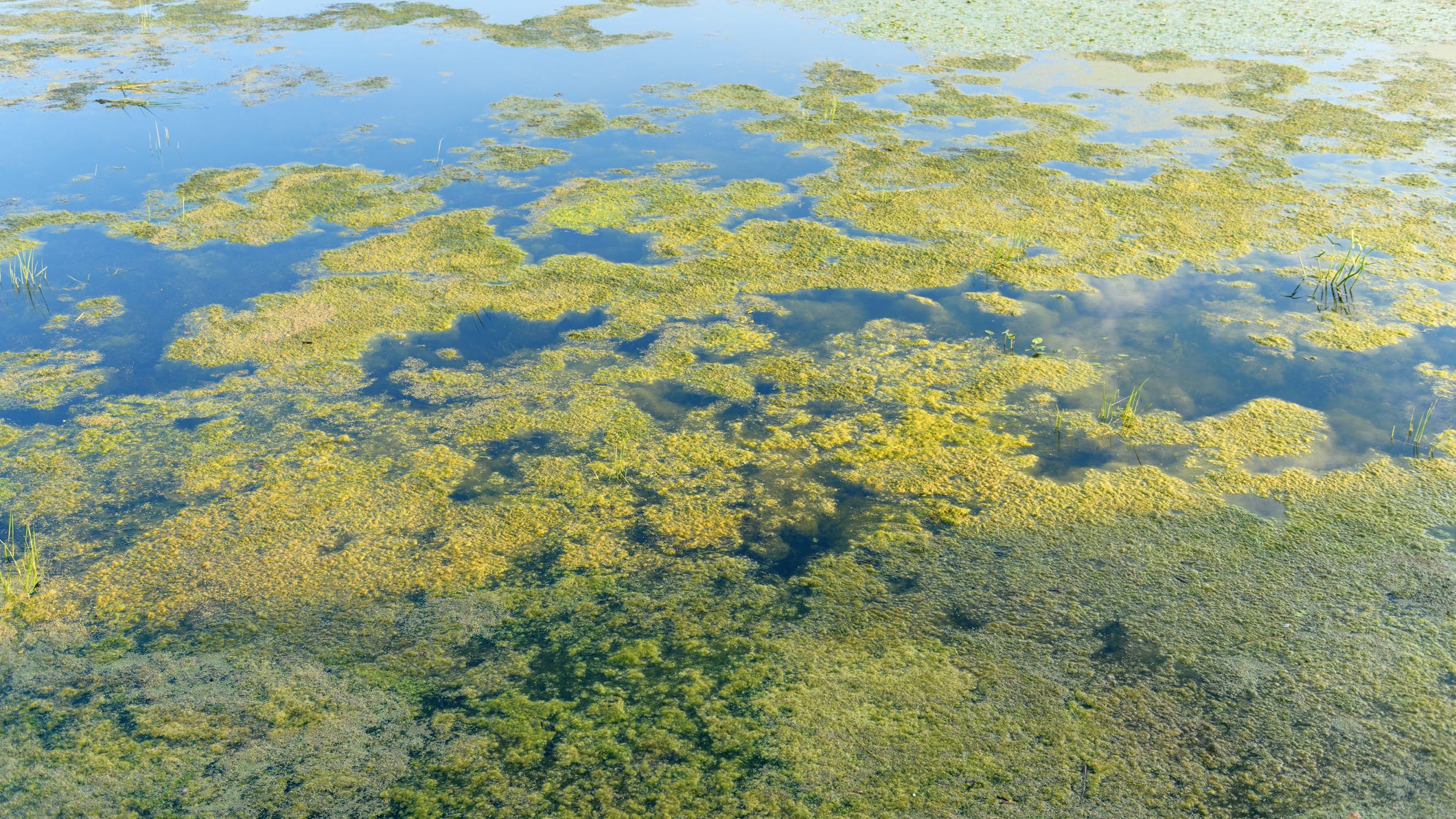 Toxic algal mats found in Russian River causing potential health risks