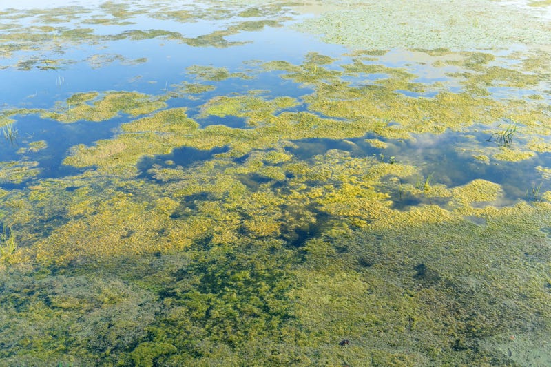 The State Water Resources Control Board conducted a field investigation and discovered toxic algal mats growing at the bottom of the Russian River.