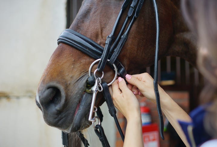 A horse. 