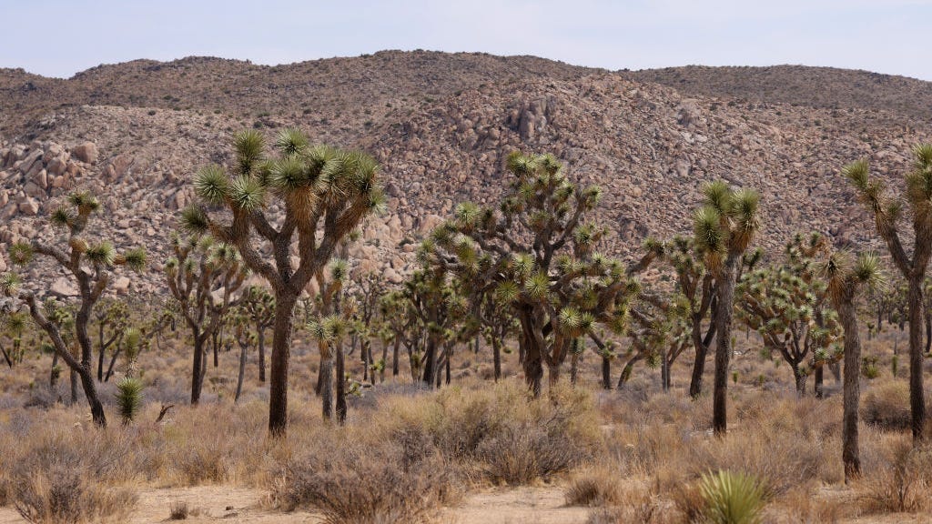 Joshua Tree climber fatally falls 80 ft due to 'compromised' rope, witness says