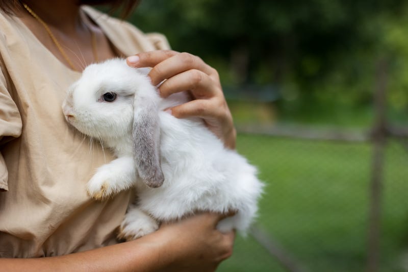 person holding a white bunny with gray ears