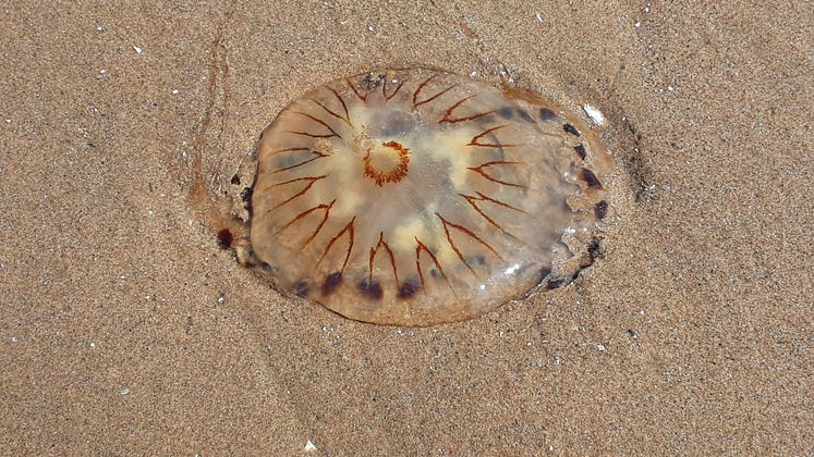 Translucent jellyfish washes up on beach with whole fish stuck inside it: ‘Not something you see every day’