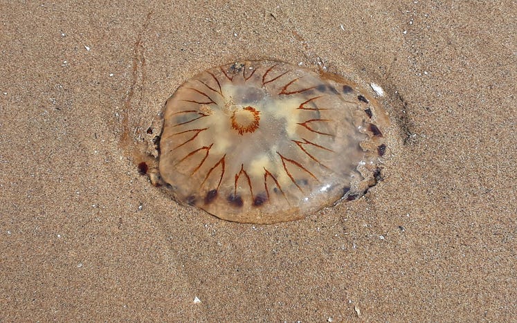 jellyfish