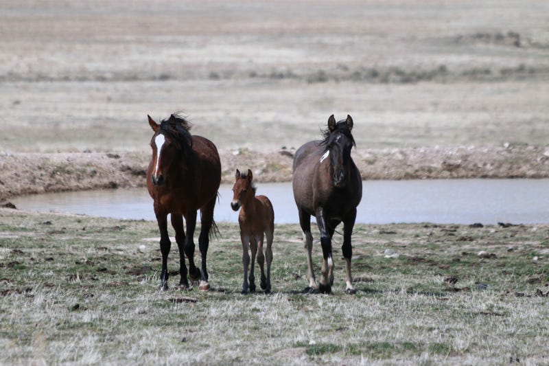 Wild Mustangs in Onaqui Mountains, Utah’s west desert.