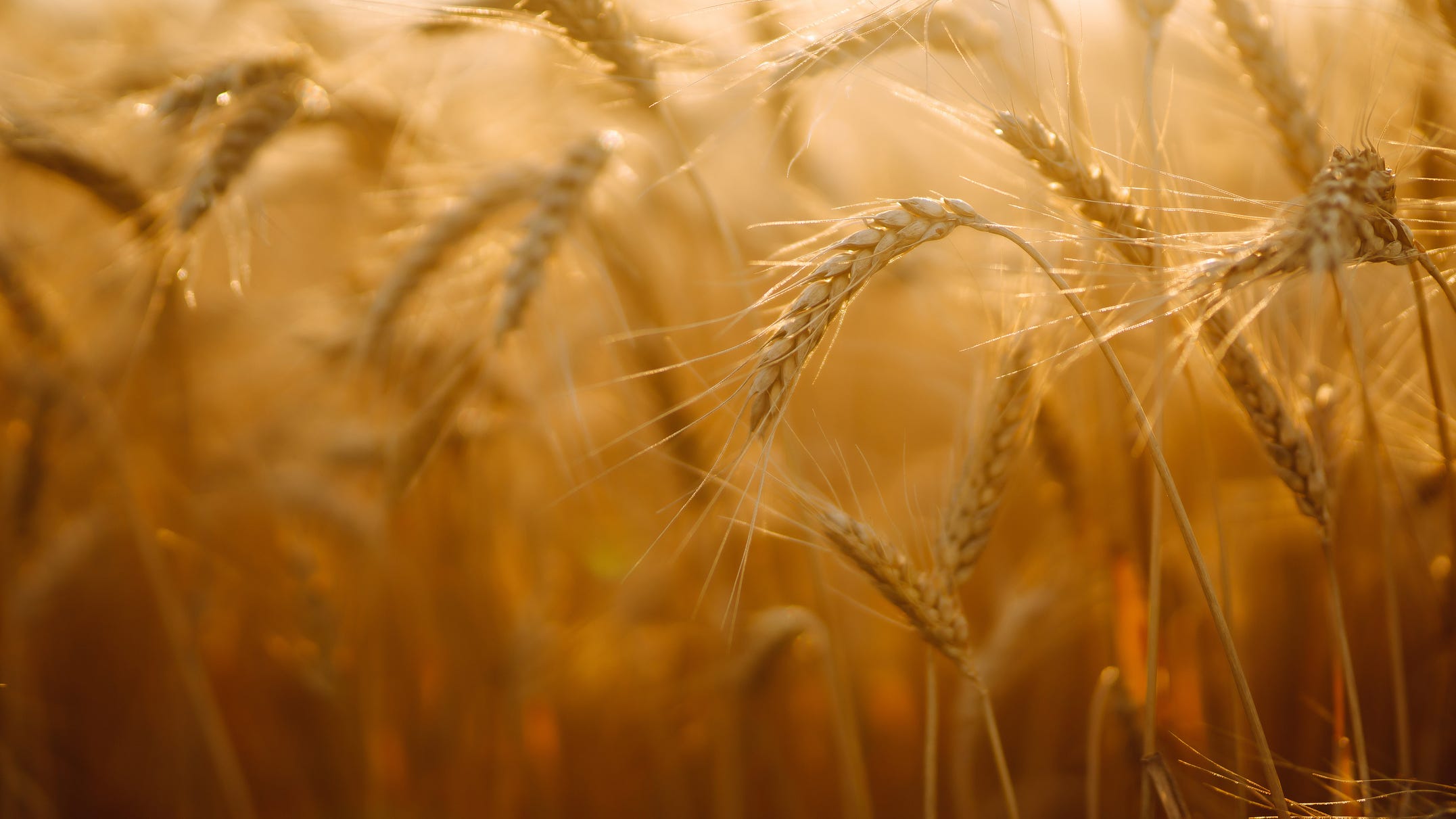 Michigan farmers struggle to keep up with lost wheat production from Ukraine, Russia