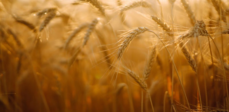 Farmers in the Mitten State said they won't be able to make up for almost one third of the world's wheat supply that was disrupted after Russia invaded Ukraine almost two months ago.