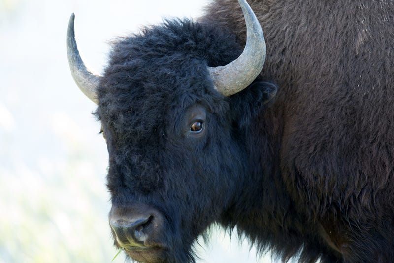 Buffalo