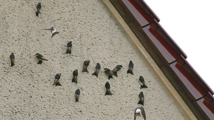 Family returns from vacation to find hundreds of birds have taken over home