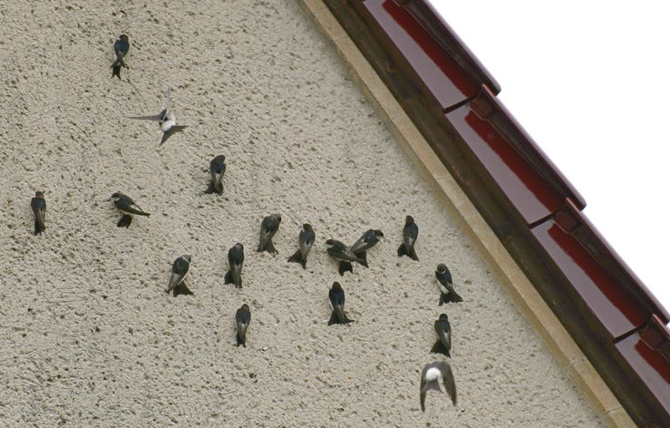 birds
