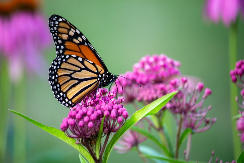 Monarch