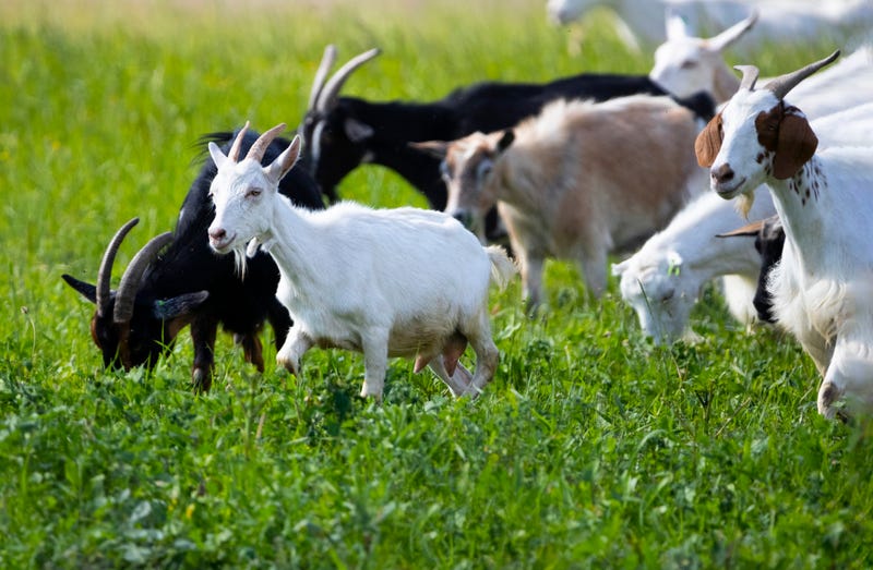 goats
