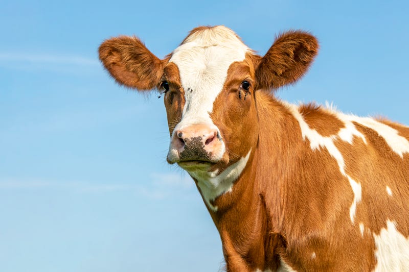 A cow stares at the camera