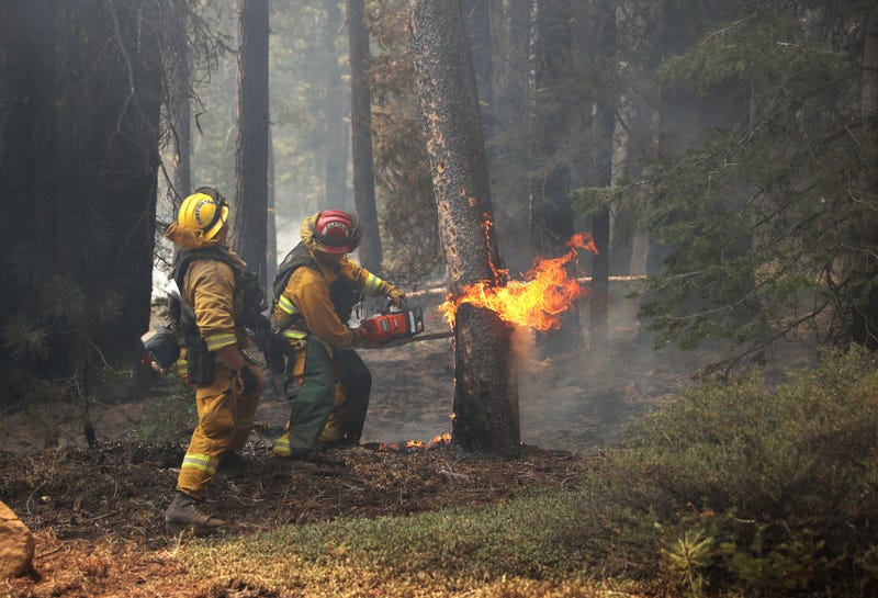 San Jose firefighter Nick Gall (L) assists captain Brett Blean (R) as he uses a chainsaw to cut down a tree that is on fire while battling the Dixie Fire on August 12, 2021 near Westwood, California.