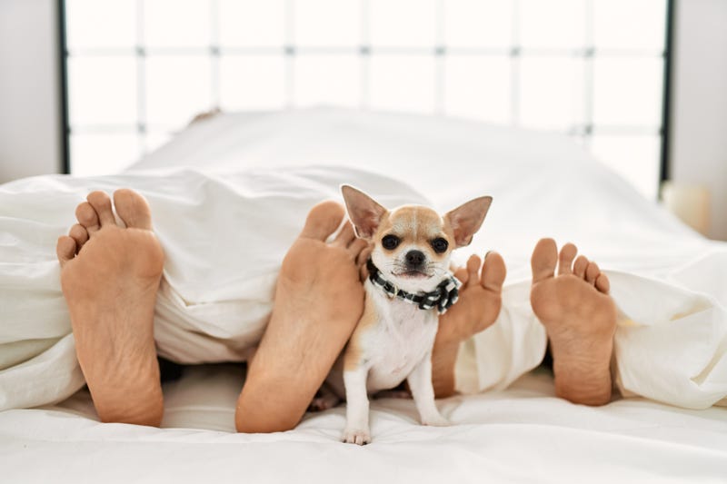 Dog In Between Couple in Bed