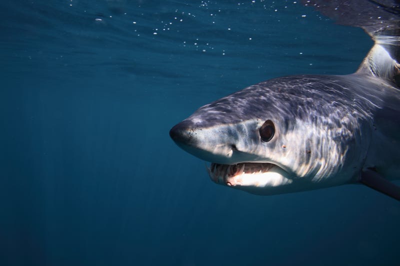 shortfin mako shark, Isurus oxyrinchus, off Cape Point, South Africa