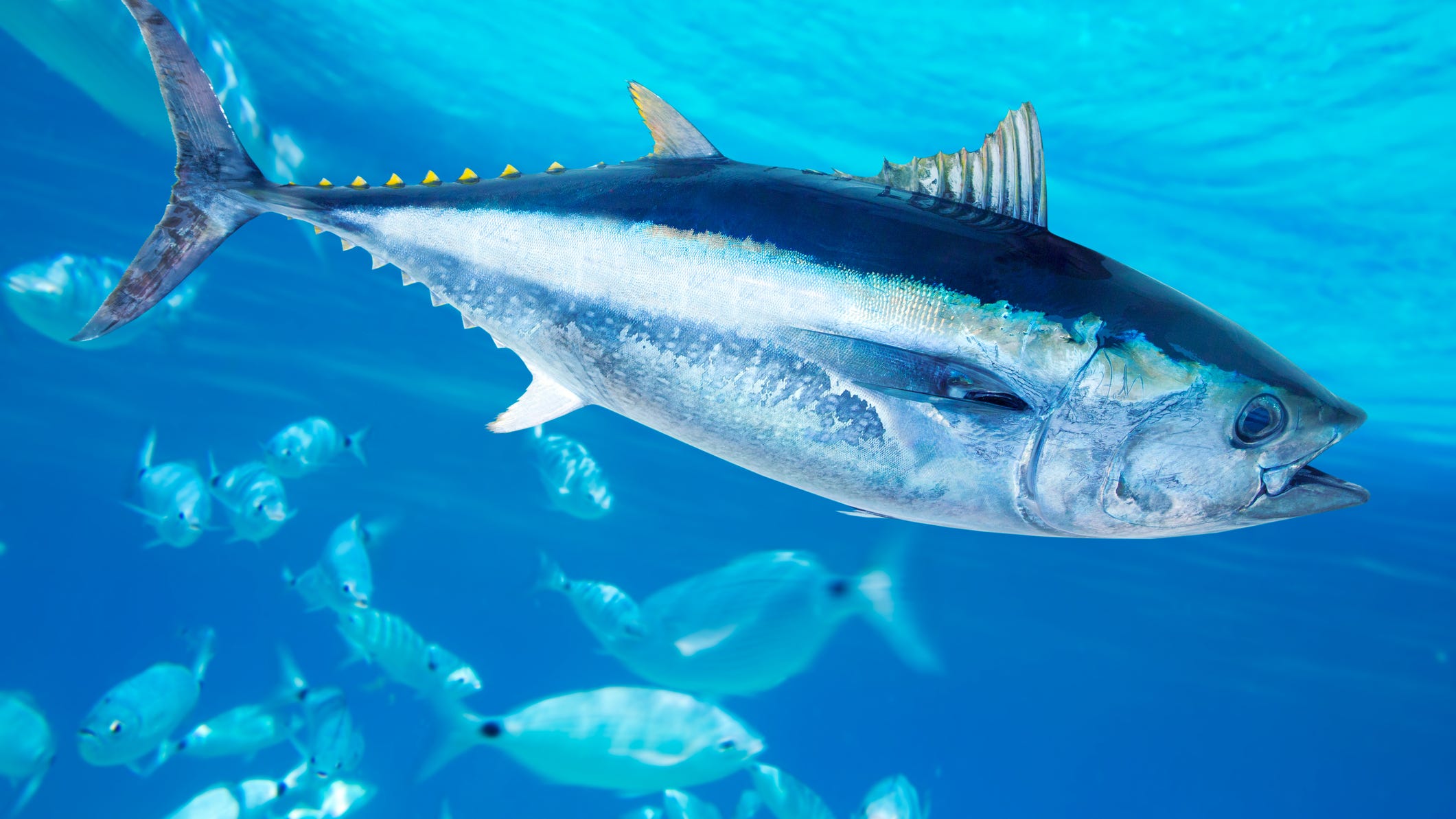Nine-foot tuna seized from boat