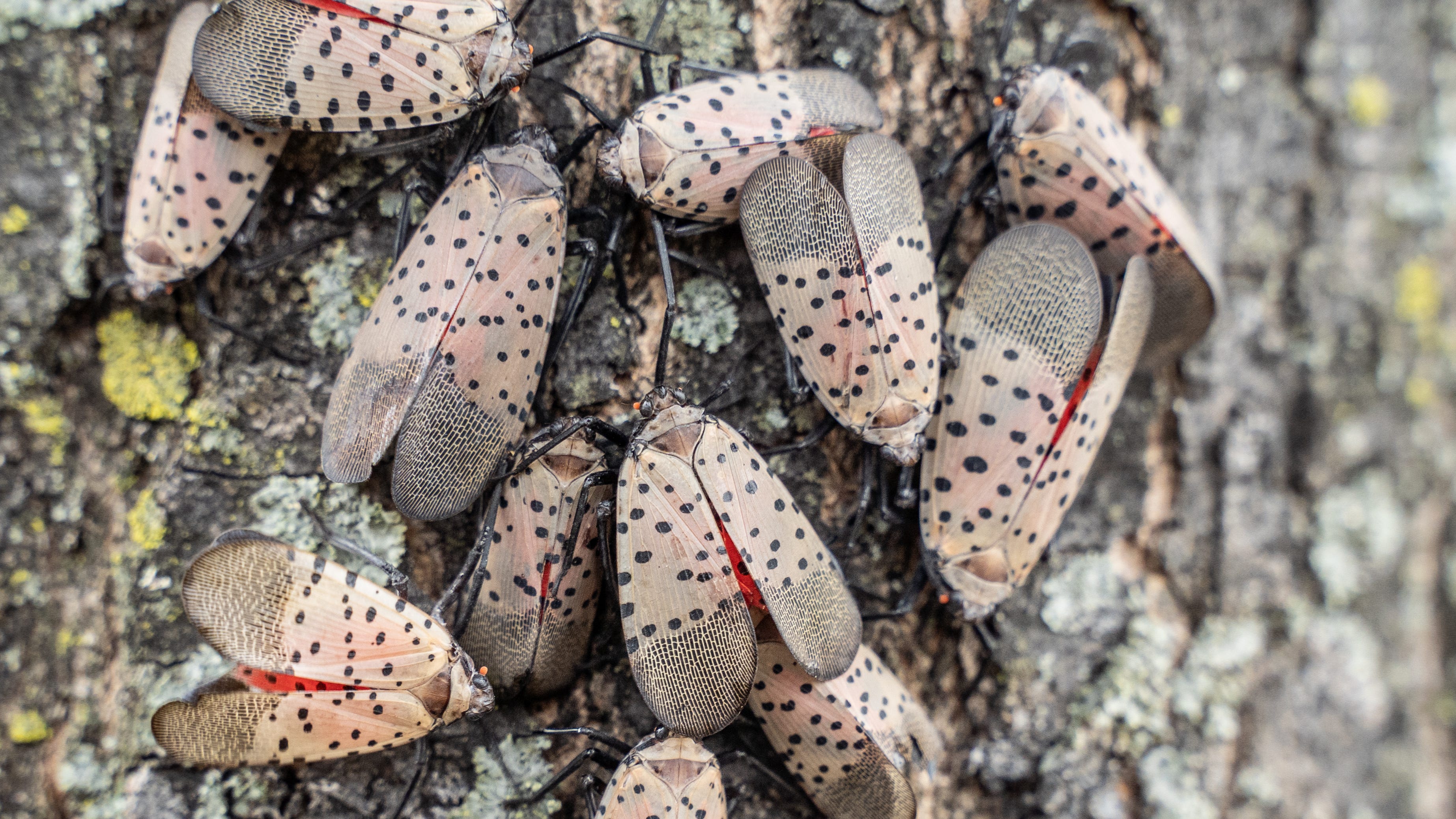 Dangerously invasive lanternflies could be worse than ever this year