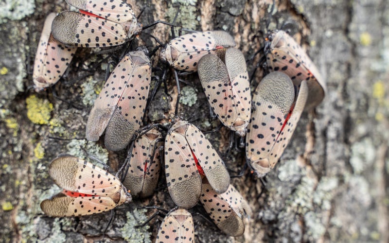 Spotted lanternflies