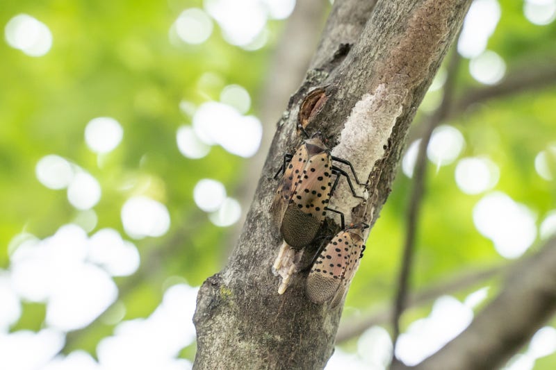 Spotted Lanternfly and eggs