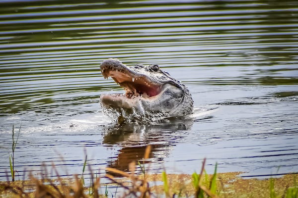 Alligator poking its head out of the water