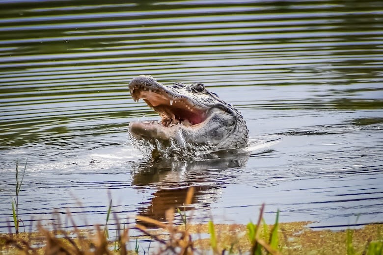 Alligator with its head poking out of the water