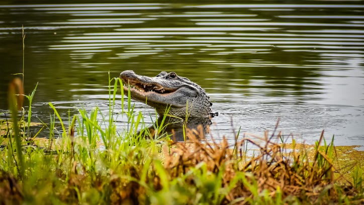 One dead after being killed and dragged into a pond by an alligator