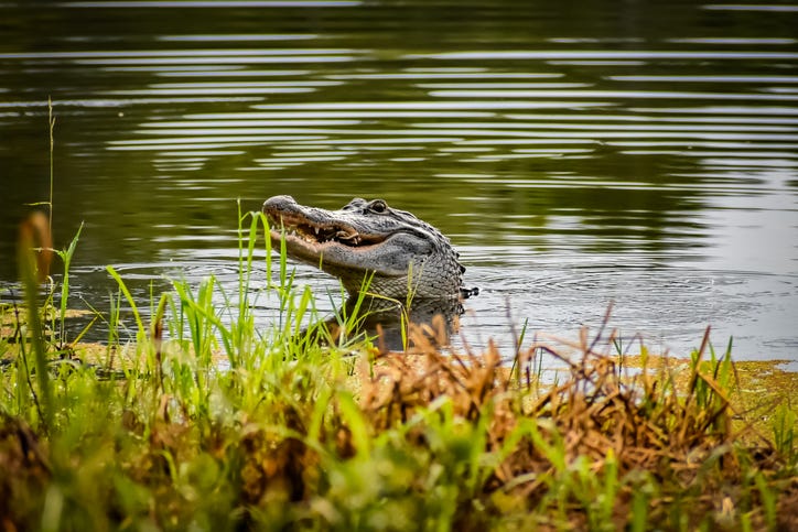 Alligator in a pond.