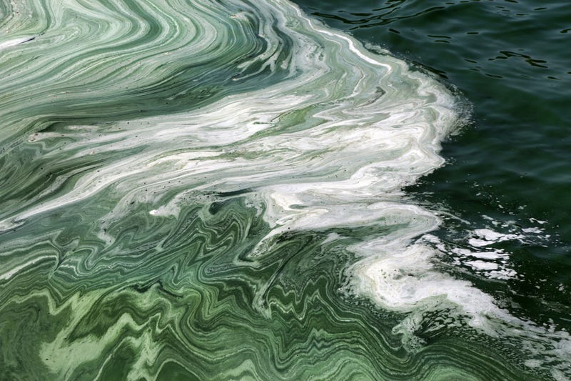 Blue-Green Algae